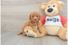 Best Cavapoo Baby