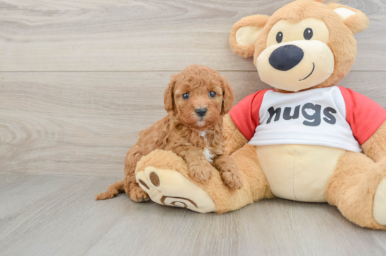 Best Cavapoo Baby