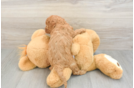 Popular Cavapoo Poodle Mix Pup