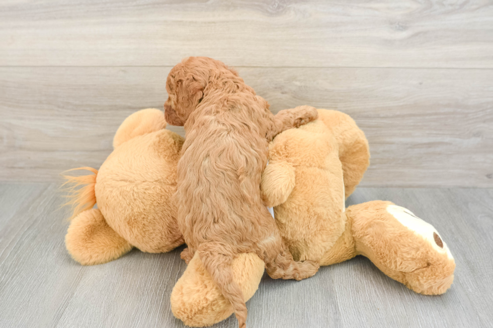 Popular Cavapoo Poodle Mix Pup