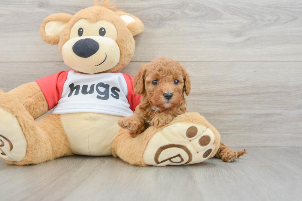 Cavapoo Pup Being Cute