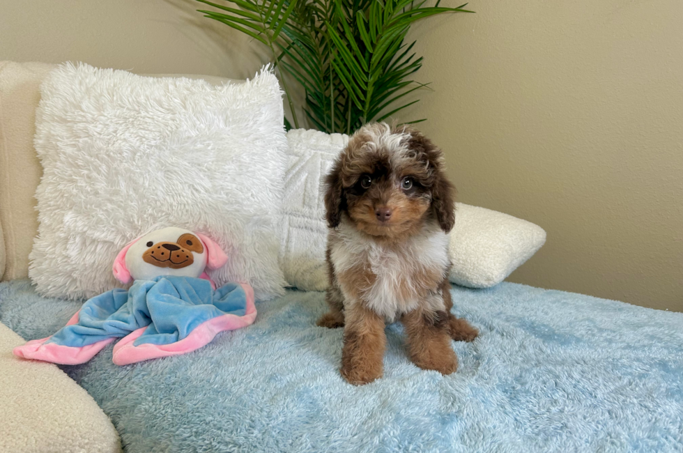 10 week old Cavapoo Puppy For Sale - Lone Star Pups