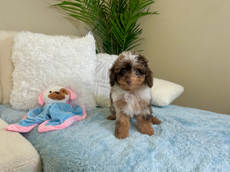 Meet Winston - our Cavapoo Puppy Photo 4/4 - Lone Star Pups