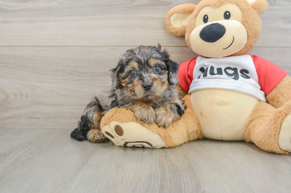 6 week old Cavapoo Puppy For Sale - Lone Star Pups