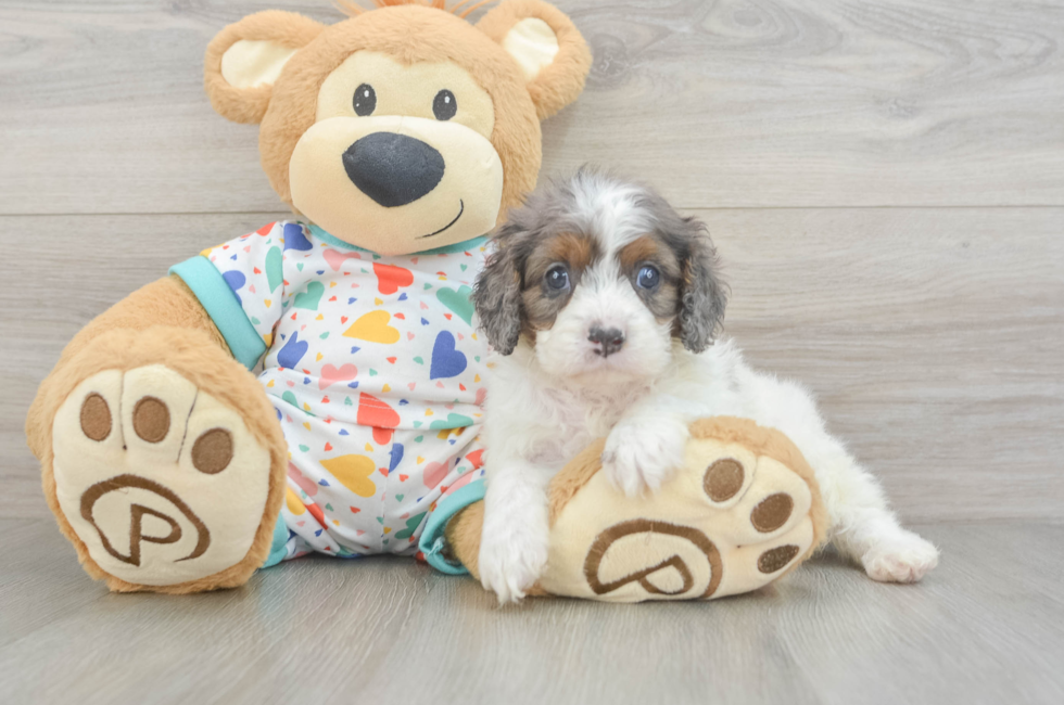 6 week old Cavapoo Puppy For Sale - Lone Star Pups