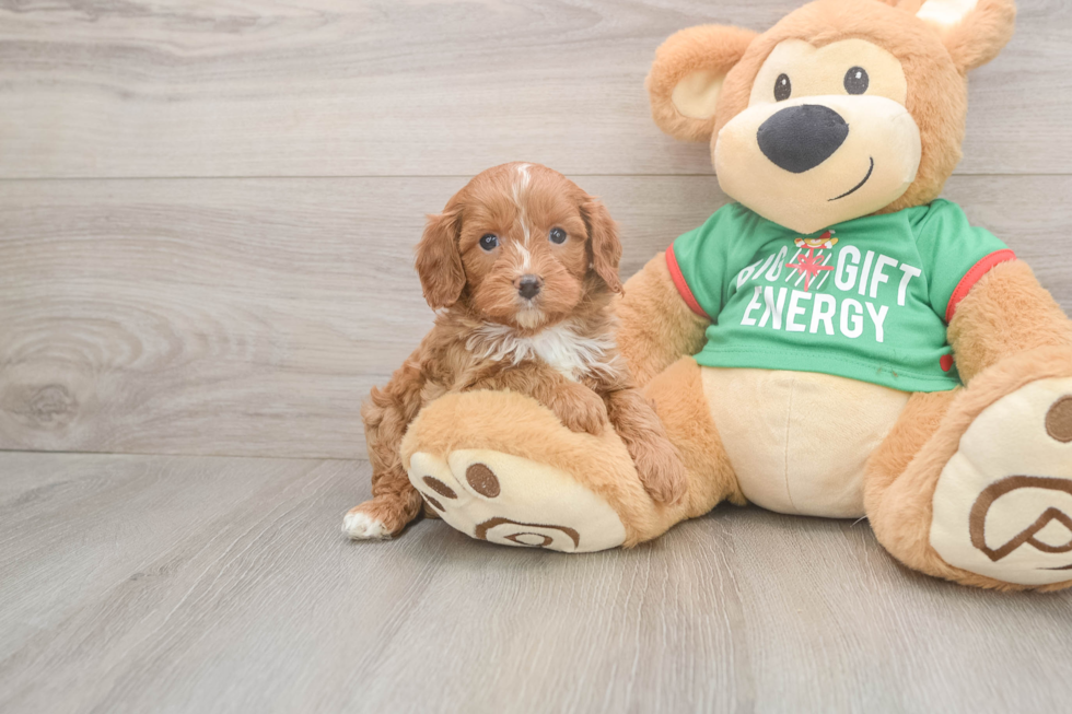Hypoallergenic Cavadoodle Poodle Mix Puppy