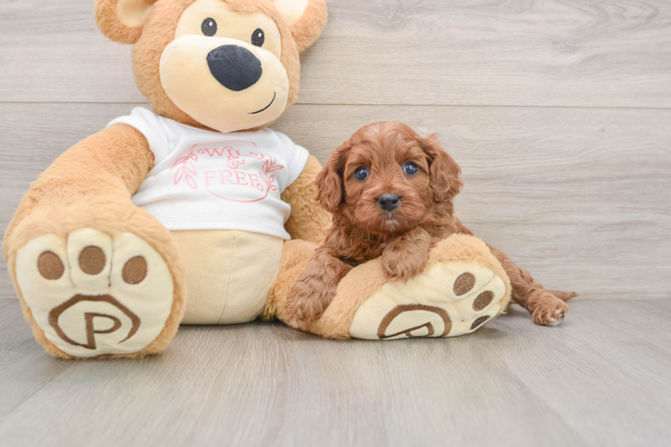 Cavapoo Puppy for Adoption