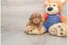 Fluffy Cavapoo Poodle Mix Pup