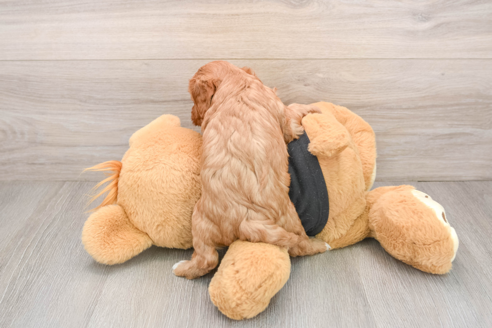 Fluffy Cavapoo Poodle Mix Pup