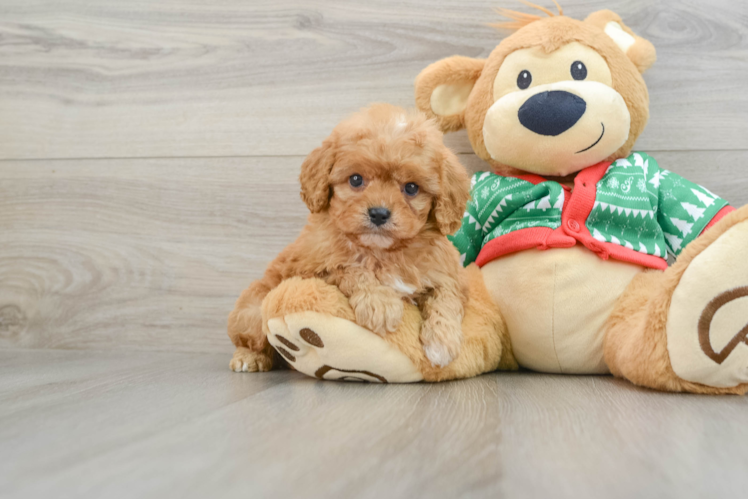 Cavapoo Pup Being Cute