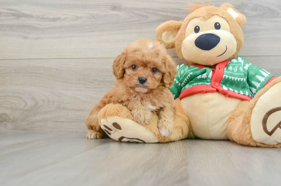 5 week old Cavapoo Puppy For Sale - Lone Star Pups