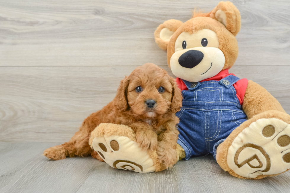 Best Cavapoo Baby