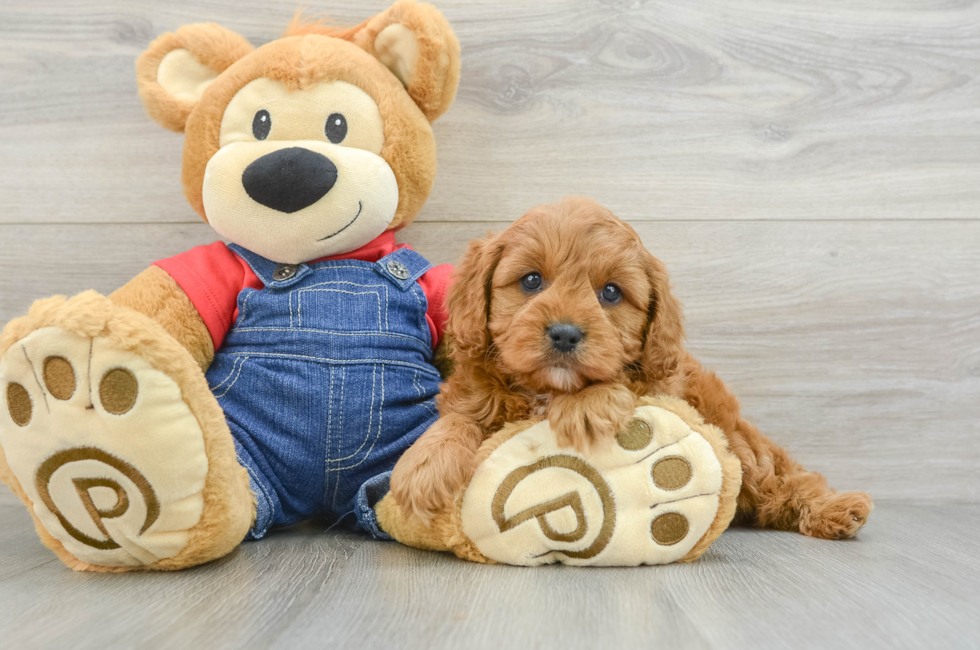 7 week old Cavapoo Puppy For Sale - Lone Star Pups