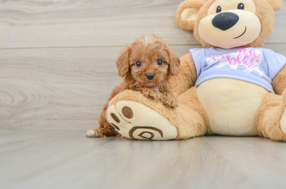 6 week old Cavapoo Puppy For Sale - Lone Star Pups