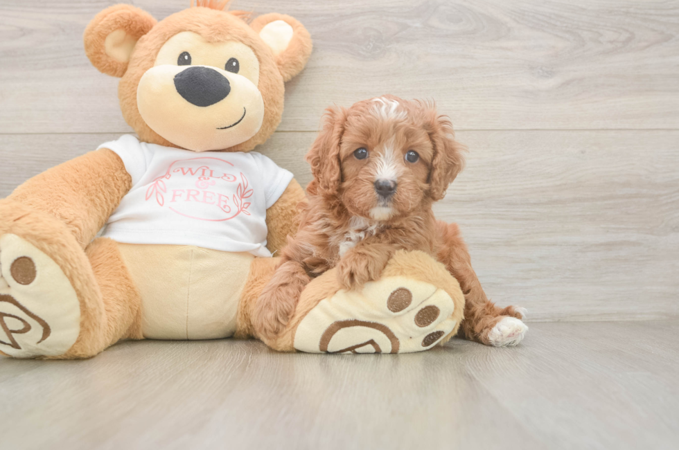 5 week old Cavapoo Puppy For Sale - Lone Star Pups