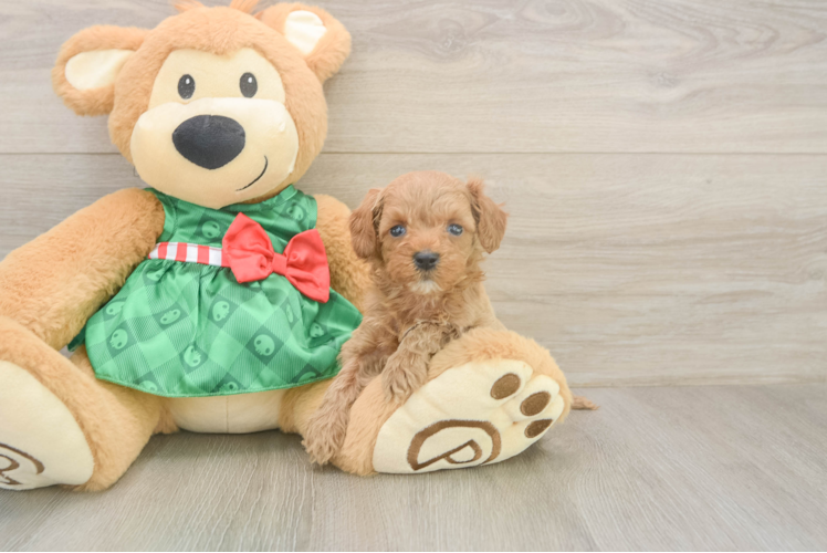 Funny Cavapoo Poodle Mix Pup