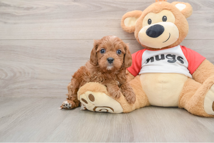 Sweet Cavapoo Baby