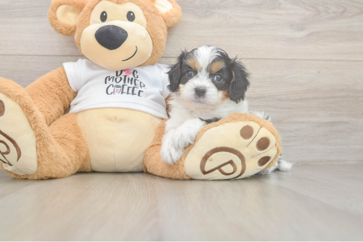 Cavapoo Puppy for Adoption
