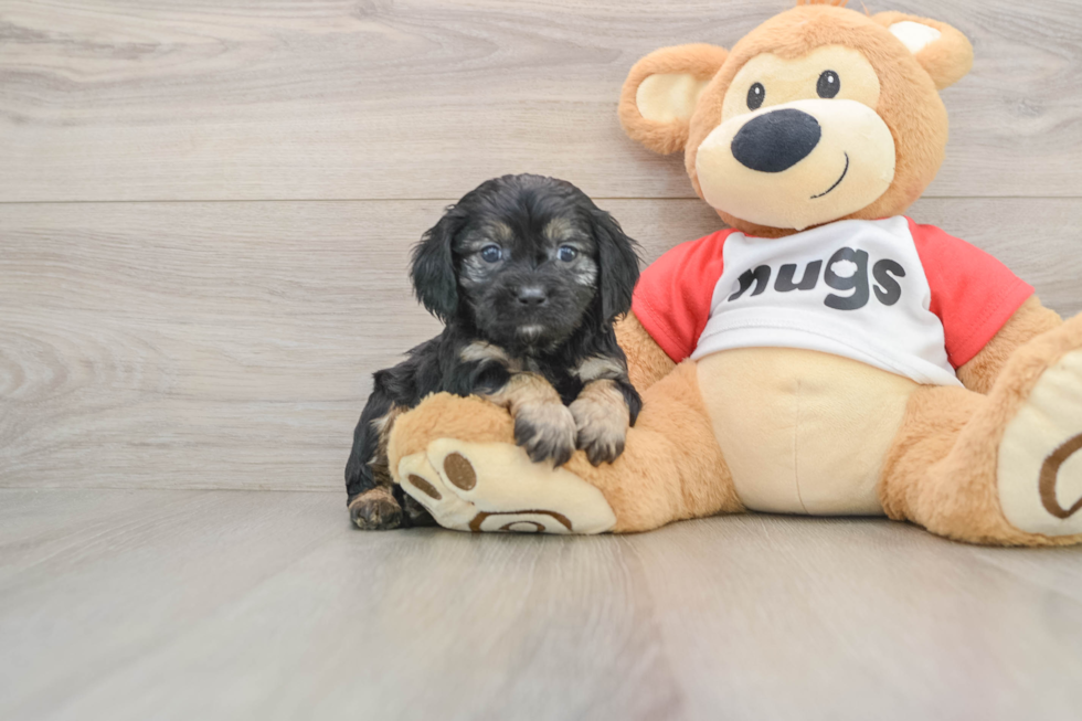 Cavapoo Pup Being Cute