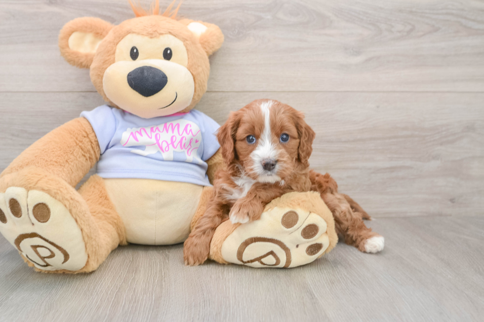 Cavapoo Pup Being Cute