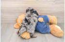 Best Cavapoo Baby
