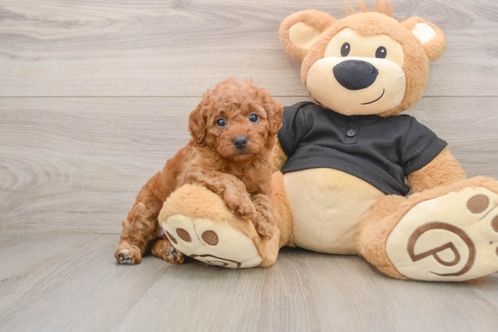 Fluffy Cavapoo Poodle Mix Pup