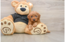 Fluffy Cavapoo Poodle Mix Pup