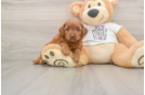 Sweet Cavapoo Baby