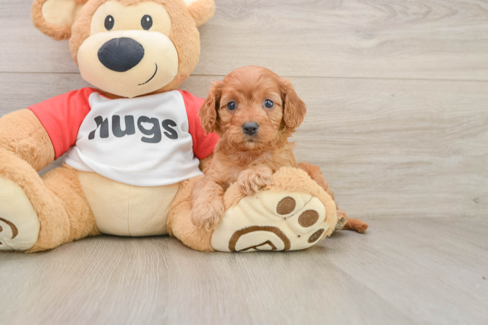Best Cavapoo Baby