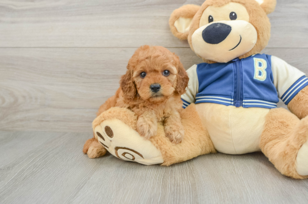 7 week old Cavapoo Puppy For Sale - Lone Star Pups