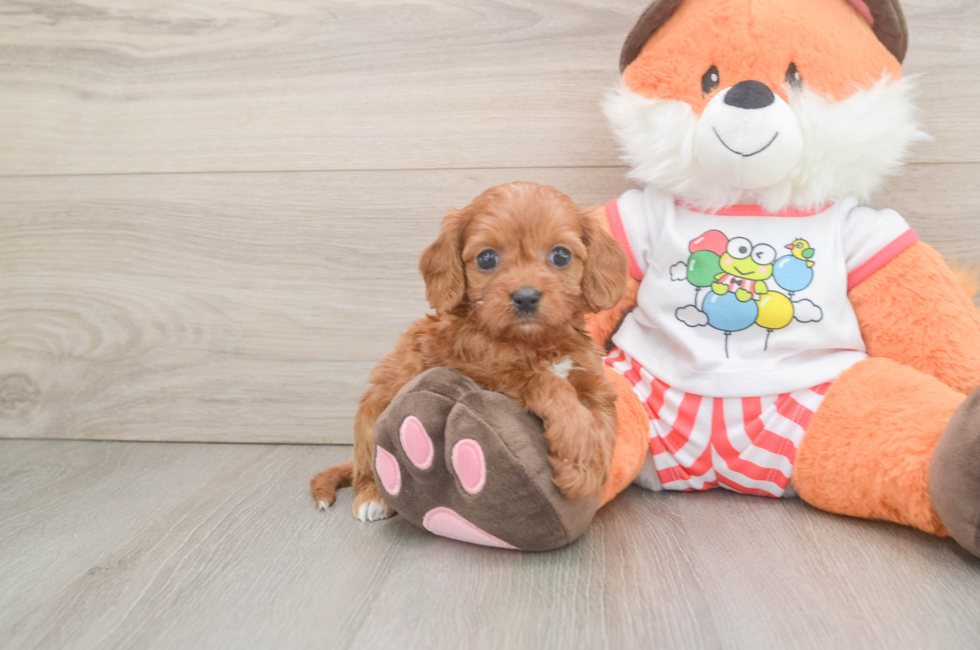 6 week old Cavapoo Puppy For Sale - Lone Star Pups