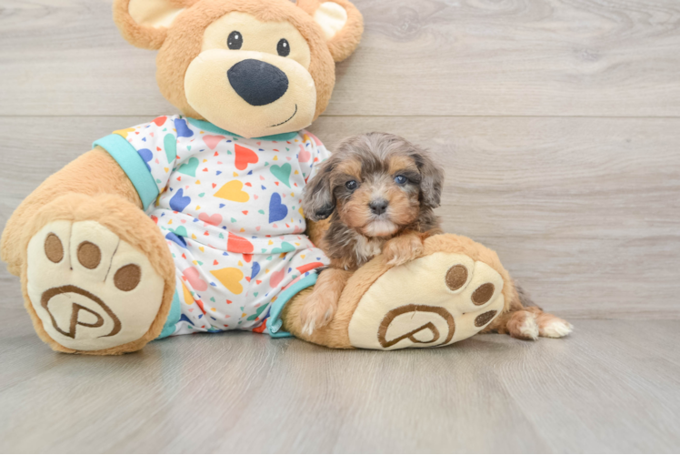 Best Cavapoo Baby
