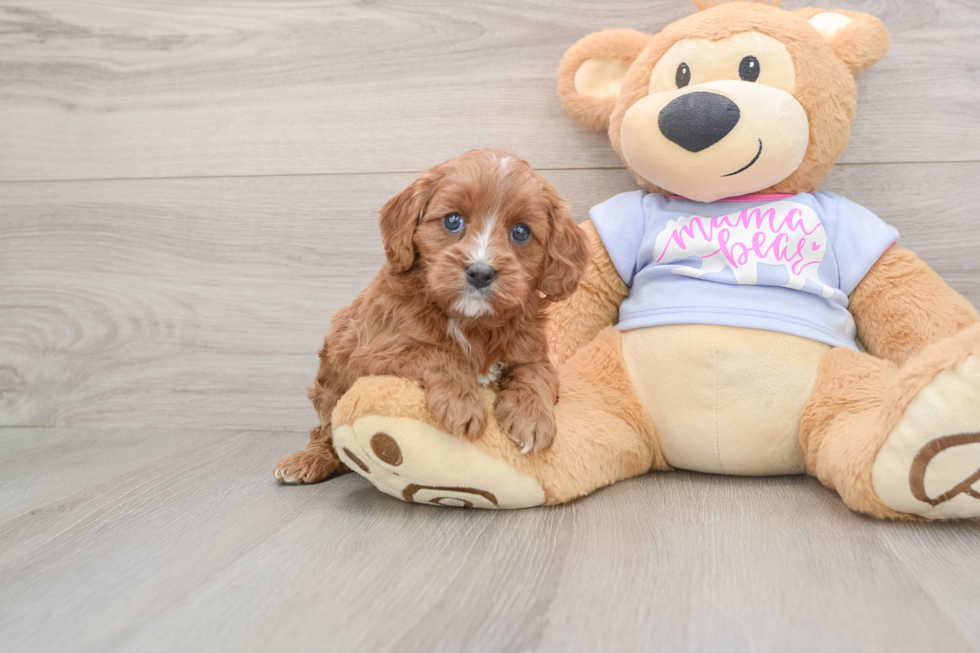 Cavapoo Pup Being Cute