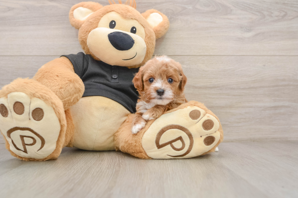 Best Cavapoo Baby