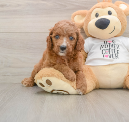 7 week old Cavapoo Puppy For Sale - Lone Star Pups