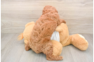 Cavapoo Puppy for Adoption