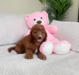 8 week old Cavapoo Puppy For Sale - Lone Star Pups