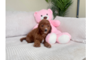 Cute Cavapoo Baby