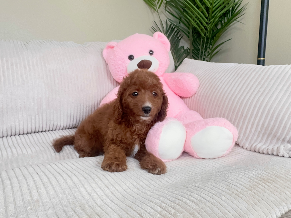 Cute Cavapoo Baby