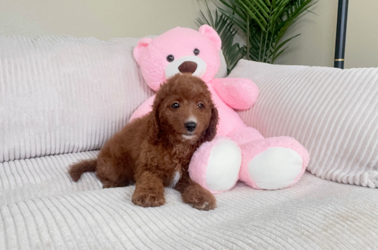 Cute Cavapoo Baby