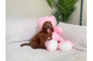 Cavapoo Puppy for Adoption