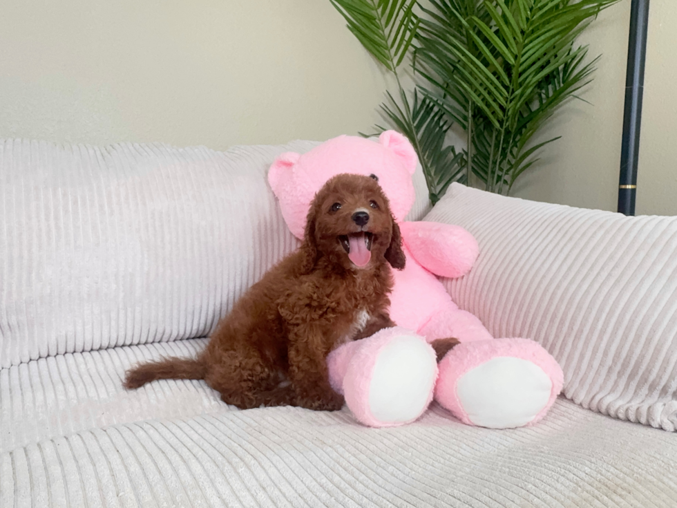Cavapoo Puppy for Adoption