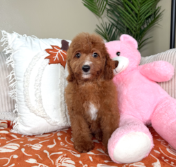 11 week old Cavapoo Puppy For Sale - Lone Star Pups