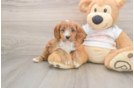Hypoallergenic Cavadoodle Poodle Mix Puppy