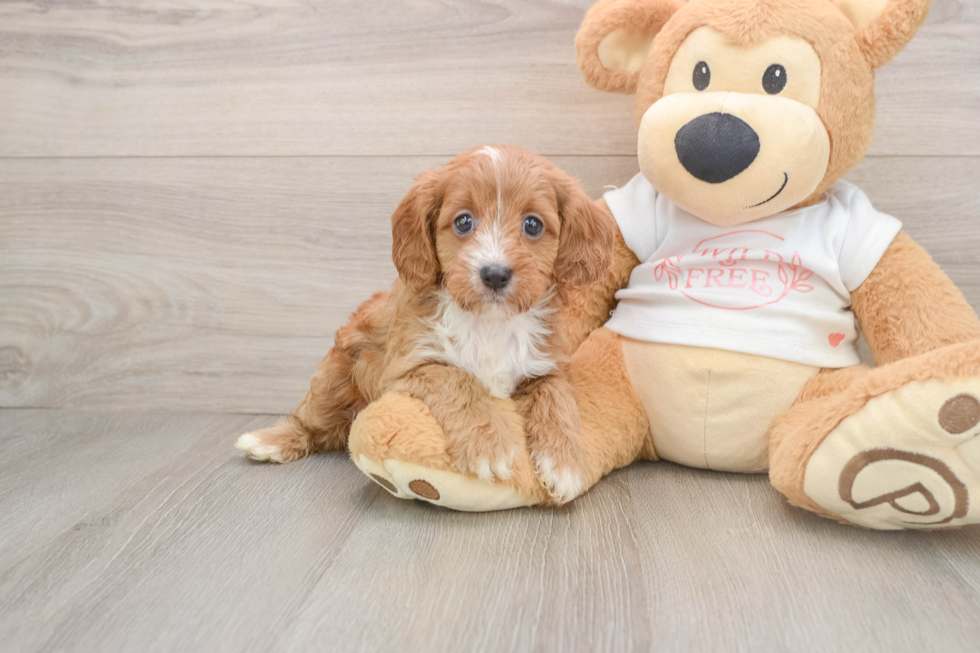 Hypoallergenic Cavadoodle Poodle Mix Puppy