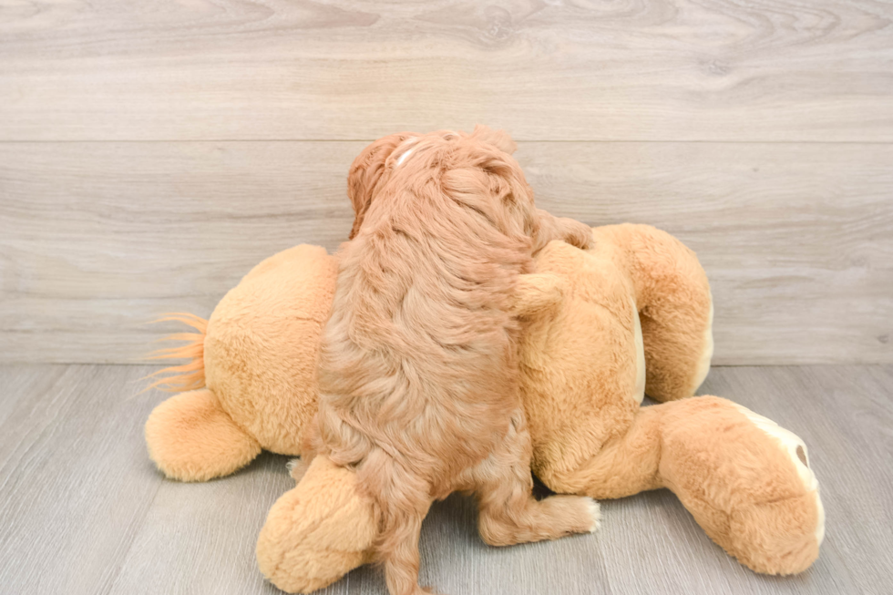 Popular Cavapoo Poodle Mix Pup