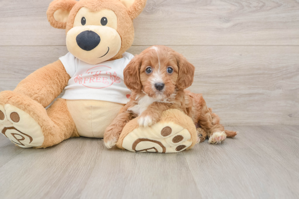 Cavapoo Puppy for Adoption
