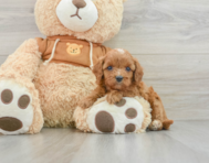 8 week old Cavapoo Puppy For Sale - Lone Star Pups