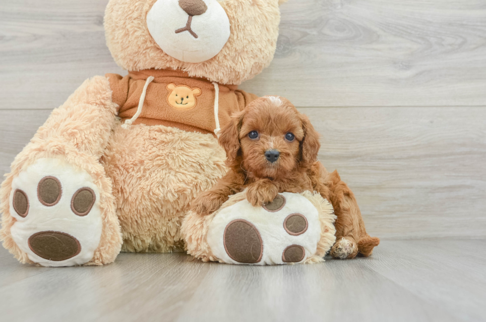 9 week old Cavapoo Puppy For Sale - Lone Star Pups