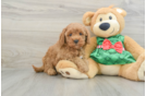 Adorable Cavalier King Charles Spaniel and Poodle Mix Poodle Mix Puppy